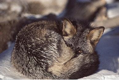 《忍者龟：施莱德的复仇》首周销量突破100万份